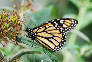 The Spiritual Meaning of Butterflies
